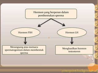 Hormon yang berperan dalam
pembentukan sperma
Hormon FSH Hormon LH
Merangsang atau memacu
spermatogonium dalam membentuk
sperma
Menghasilkan hormon
testosteron
 
