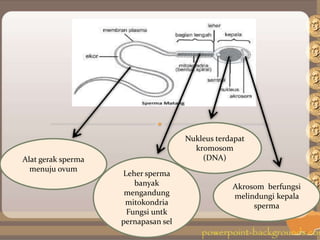 Alat gerak sperma
menuju ovum
Leher sperma
banyak
mengandung
mitokondria
Fungsi untk
pernapasan sel
Nukleus terdapat
kromosom
(DNA)
Akrosom berfungsi
melindungi kepala
sperma
 