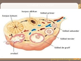 GAMBAR OOGENESIS
 