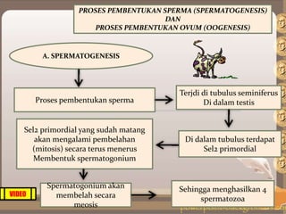 PROSES PEMBENTUKAN SPERMA (SPERMATOGENESIS)
DAN
PROSES PEMBENTUKAN OVUM (OOGENESIS)
A. SPERMATOGENESIS
Proses pembentukan sperma
Terjdi di tubulus seminiferus
Di dalam testis
Di dalam tubulus terdapat
Sel2 primordial
Sel2 primordial yang sudah matang
akan mengalami pembelahan
(mitosis) secara terus menerus
Membentuk spermatogonium
Spermatogonium akan
membelah secara
meosis
Sehingga menghasilkan 4
spermatozoa
VIDEO
 