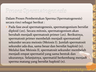 Dalam Proses Pembentukan Sperma (Spermatogenesis)
secara rinci sebagai berikut :
 Pada fase awal spermatogenesis, spermatogonium bersifat
diploid (2n). Secara mitosis, spermatogonium akan
berubah menjadi spermatosit primer (2n). Berikutnya,
spermatosit primer membelah menjadi spermatosid
sekunder secara meiosis (Meiosis I). Jumlah spermatosit
sekunder ada dua, sama besar dan bersifat haploid (n).
Melalui fase Meiosis II, spermatosit sekunder membelah
menjadi empat spermatid yang sama bentuk dan
ukurannya. Selanjutnya, spermatid berkembang menjadi
sperma matang yang bersifat haploid (n).
 