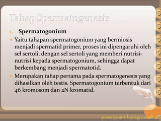 1. Spermatogonium
 Yaitu tahapan spermatogonium yang bermiosis
menjadi spermatid primer, proses ini dipengaruhi oleh
sel sertoli, dengan sel sertoli yang memberi nutrisi-
nutrisi kepada spermatogonium, sehingga dapat
berkembang menjadi spermatotid.
 Merupakan tahap pertama pada spermatogenesis yang
dihasilkan oleh testis. Spermatogonium terbentuk dari
46 kromosom dan 2N kromatid.
 