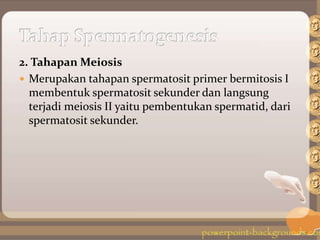 2. Tahapan Meiosis
 Merupakan tahapan spermatosit primer bermitosis I
membentuk spermatosit sekunder dan langsung
terjadi meiosis II yaitu pembentukan spermatid, dari
spermatosit sekunder.
 