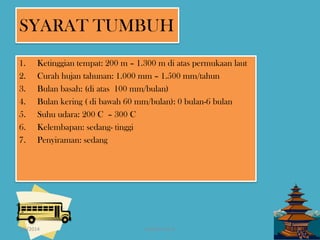 SYARAT TUMBUH
1.
2.
3.
4.
5.
6.
7.

Ketinggian tempat: 200 m – 1.300 m di atas permukaan laut
Curah hujan tahunan: 1.000 mm – 1.500 mm/tahun
Bulan basah: (di atas 100 mm/bulan)
Bulan kering ( di bawah 60 mm/bulan): 0 bulan-6 bulan
Suhu udara: 200 C – 300 C
Kelembapan: sedang- tinggi
Penyiraman: sedang

1/6/2014

pratikum ke 2

4

 