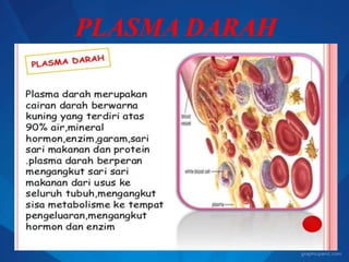 PLASMA DARAH
 
