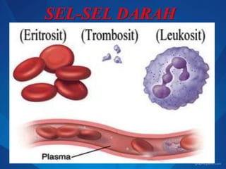 SEL-SEL DARAH
 
