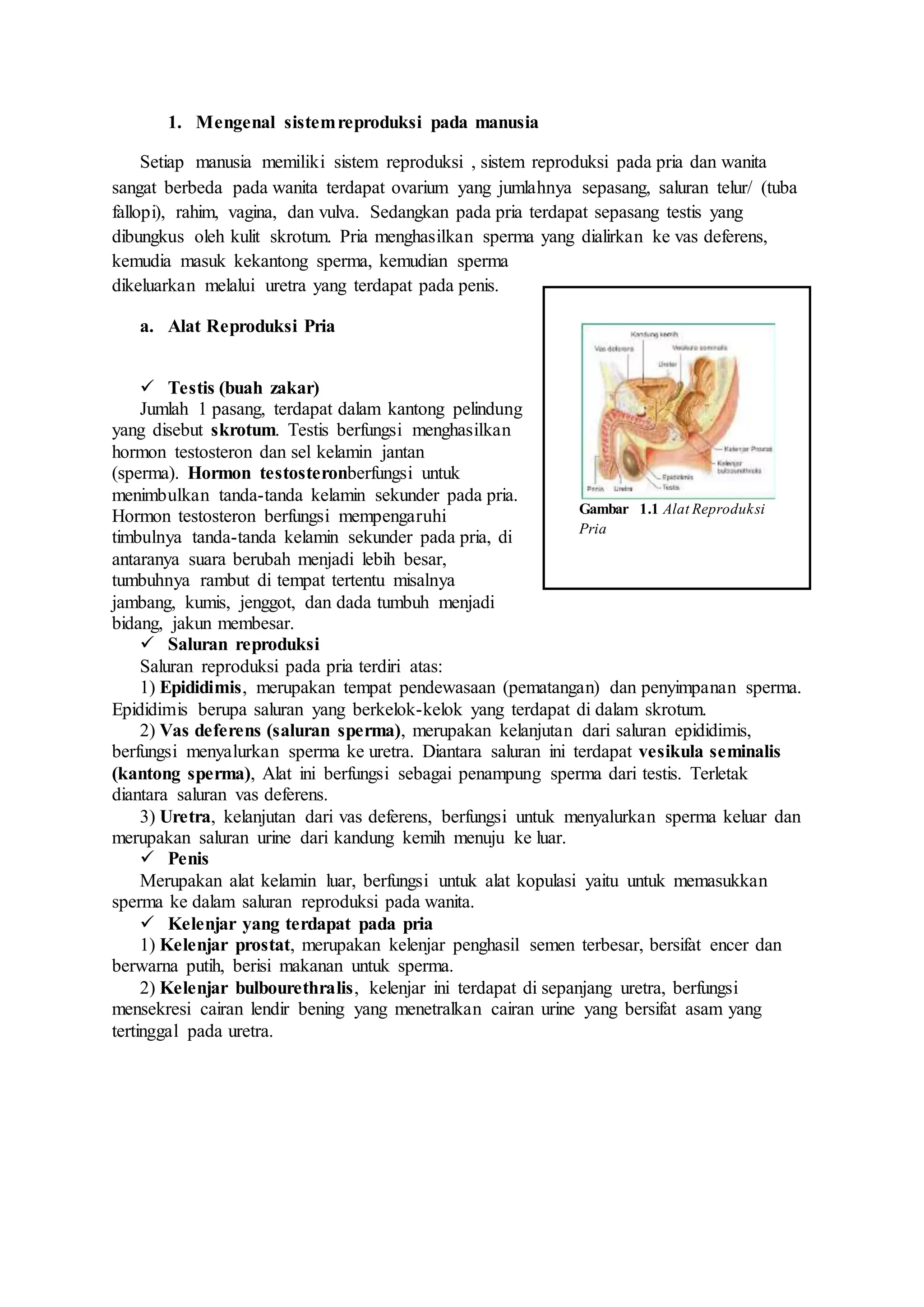 1. Mengenal sistemreproduksi pada manusia
Setiap manusia memiliki sistem reproduksi , sistem reproduksi pada pria dan wanita
sangat berbeda pada wanita terdapat ovarium yang jumlahnya sepasang, saluran telur/ (tuba
fallopi), rahim, vagina, dan vulva. Sedangkan pada pria terdapat sepasang testis yang
dibungkus oleh kulit skrotum. Pria menghasilkan sperma yang dialirkan ke vas deferens,
kemudia masuk kekantong sperma, kemudian sperma
dikeluarkan melalui uretra yang terdapat pada penis.
a. Alat Reproduksi Pria
 Testis (buah zakar)
Jumlah 1 pasang, terdapat dalam kantong pelindung
yang disebut skrotum. Testis berfungsi menghasilkan
hormon testosteron dan sel kelamin jantan
(sperma). Hormon testosteronberfungsi untuk
menimbulkan tanda-tanda kelamin sekunder pada pria.
Hormon testosteron berfungsi mempengaruhi
timbulnya tanda-tanda kelamin sekunder pada pria, di
antaranya suara berubah menjadi lebih besar,
tumbuhnya rambut di tempat tertentu misalnya
jambang, kumis, jenggot, dan dada tumbuh menjadi
bidang, jakun membesar.
 Saluran reproduksi
Saluran reproduksi pada pria terdiri atas:
1) Epididimis, merupakan tempat pendewasaan (pematangan) dan penyimpanan sperma.
Epididimis berupa saluran yang berkelok-kelok yang terdapat di dalam skrotum.
2) Vas deferens (saluran sperma), merupakan kelanjutan dari saluran epididimis,
berfungsi menyalurkan sperma ke uretra. Diantara saluran ini terdapat vesikula seminalis
(kantong sperma), Alat ini berfungsi sebagai penampung sperma dari testis. Terletak
diantara saluran vas deferens.
3) Uretra, kelanjutan dari vas deferens, berfungsi untuk menyalurkan sperma keluar dan
merupakan saluran urine dari kandung kemih menuju ke luar.
 Penis
Merupakan alat kelamin luar, berfungsi untuk alat kopulasi yaitu untuk memasukkan
sperma ke dalam saluran reproduksi pada wanita.
 Kelenjar yang terdapat pada pria
1) Kelenjar prostat, merupakan kelenjar penghasil semen terbesar, bersifat encer dan
berwarna putih, berisi makanan untuk sperma.
2) Kelenjar bulbourethralis, kelenjar ini terdapat di sepanjang uretra, berfungsi
mensekresi cairan lendir bening yang menetralkan cairan urine yang bersifat asam yang
tertinggal pada uretra.
Gambar 1.1 Alat Reproduksi
Pria
 