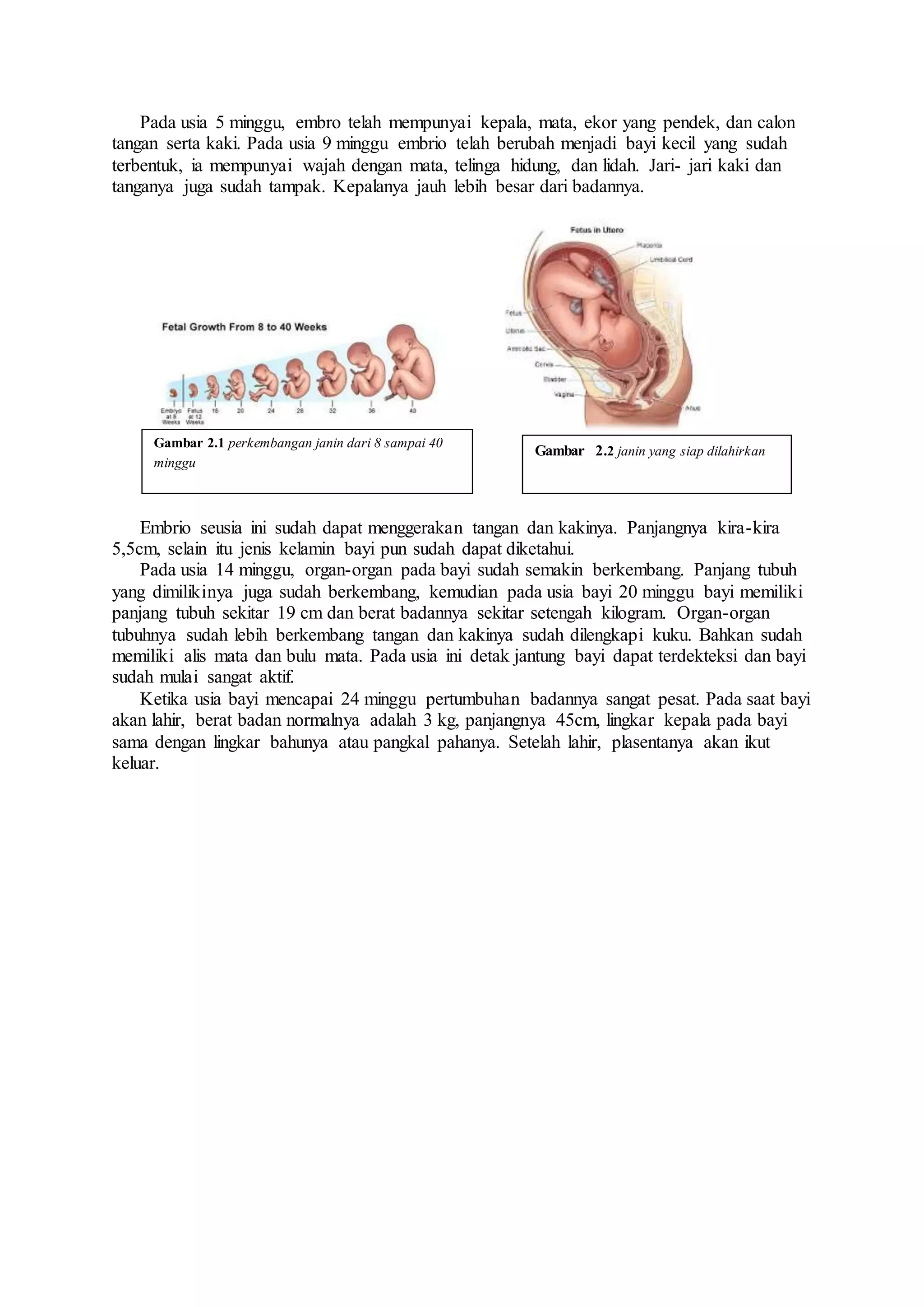 Pada usia 5 minggu, embro telah mempunyai kepala, mata, ekor yang pendek, dan calon
tangan serta kaki. Pada usia 9 minggu embrio telah berubah menjadi bayi kecil yang sudah
terbentuk, ia mempunyai wajah dengan mata, telinga hidung, dan lidah. Jari- jari kaki dan
tanganya juga sudah tampak. Kepalanya jauh lebih besar dari badannya.
Embrio seusia ini sudah dapat menggerakan tangan dan kakinya. Panjangnya kira-kira
5,5cm, selain itu jenis kelamin bayi pun sudah dapat diketahui.
Pada usia 14 minggu, organ-organ pada bayi sudah semakin berkembang. Panjang tubuh
yang dimilikinya juga sudah berkembang, kemudian pada usia bayi 20 minggu bayi memiliki
panjang tubuh sekitar 19 cm dan berat badannya sekitar setengah kilogram. Organ-organ
tubuhnya sudah lebih berkembang tangan dan kakinya sudah dilengkapi kuku. Bahkan sudah
memiliki alis mata dan bulu mata. Pada usia ini detak jantung bayi dapat terdekteksi dan bayi
sudah mulai sangat aktif.
Ketika usia bayi mencapai 24 minggu pertumbuhan badannya sangat pesat. Pada saat bayi
akan lahir, berat badan normalnya adalah 3 kg, panjangnya 45cm, lingkar kepala pada bayi
sama dengan lingkar bahunya atau pangkal pahanya. Setelah lahir, plasentanya akan ikut
keluar.
Gambar 2.1 perkembangan janin dari 8 sampai 40
minggu
Gambar 2.2 janin yang siap dilahirkan
 