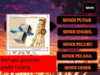 BACK

Berupa ujung tulang
Kedua geseranarah
Gerakansatu
segala
berputar
Gerakan
pada tulang
seperti pelana
arah

 