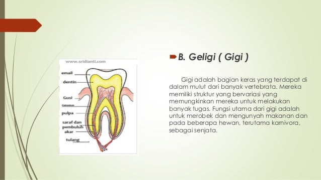 SISTEM PENCERNAAN