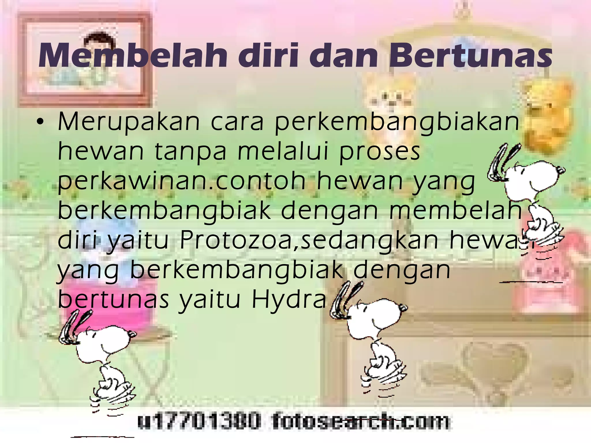 Membelah diri dan Bertunas Merupakan cara perkembangbiakan hewan tanpa melalui proses perkawinan.contoh hewan yang berkembangbiak dengan membelah diri yaitu Protozoa,sedangkan hewan yang berkembangbiak dengan bertunas yaitu Hydra  