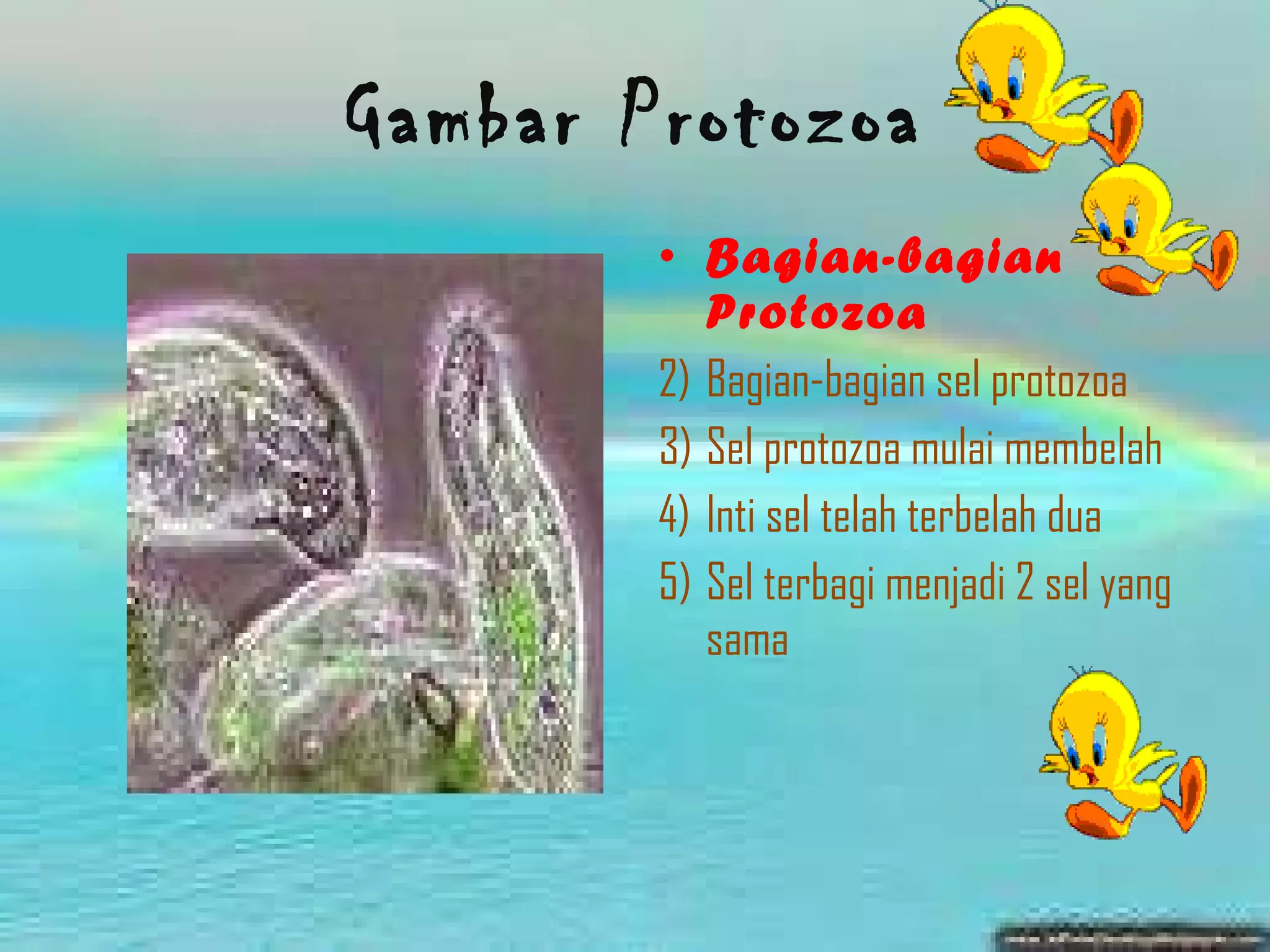 Gambar Protozoa Bagian-bagian Protozoa   Bagian-bagian sel protozoa  Sel protozoa mulai membelah  Inti sel telah terbelah dua  Sel terbagi menjadi 2 sel yang sama 