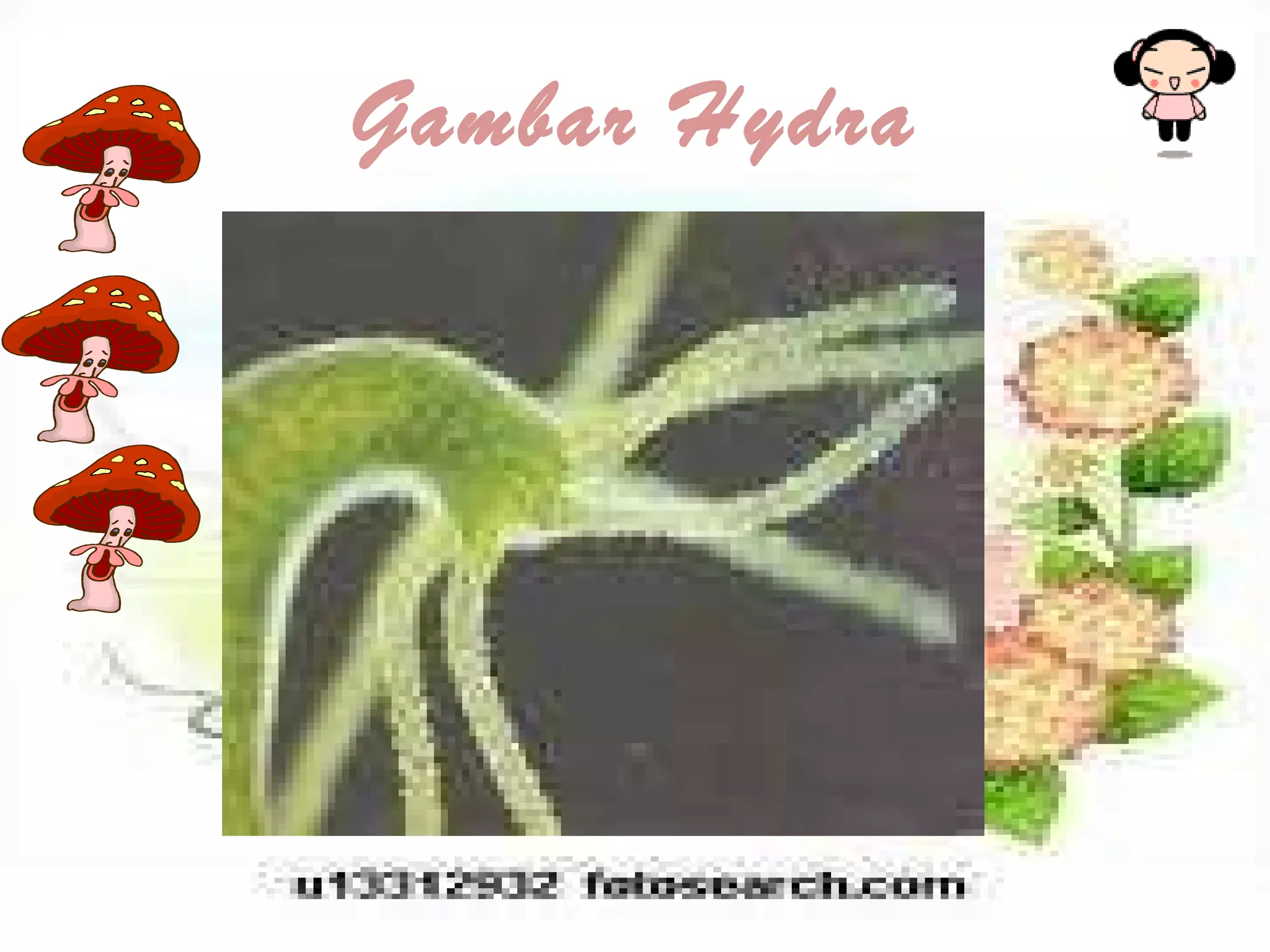 Gambar Hydra 