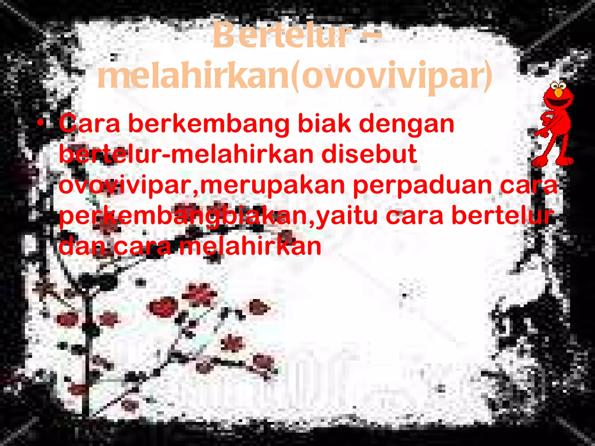 Bertelur – melahirkan(ovovivipar) Cara berkembang biak dengan bertelur-melahirkan disebut ovovivipar,merupakan perpaduan cara perkembangbiakan,yaitu cara bertelur dan cara melahirkan 