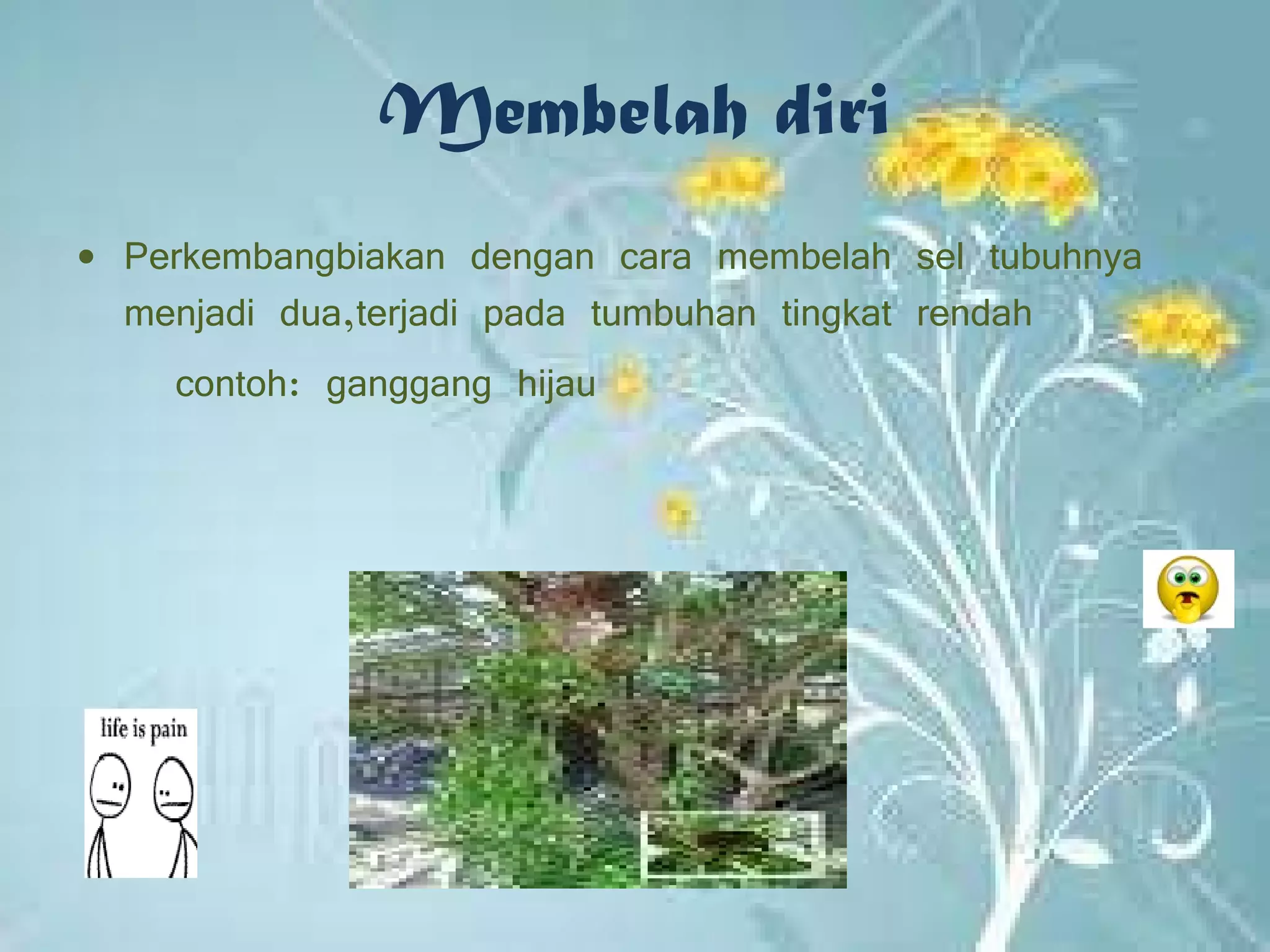 Membelah diri Perkembangbiakan dengan cara membelah sel tubuhnya menjadi dua,terjadi pada tumbuhan tingkat rendah contoh: ganggang hijau 