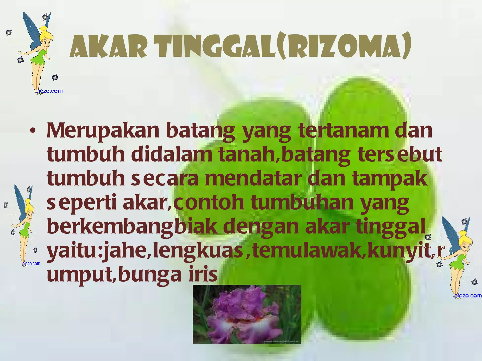 Akar tinggal(rizoma) Merupakan batang yang tertanam dan tumbuh didalam tanah,batang tersebut tumbuh secara mendatar dan tampak seperti akar,contoh tumbuhan yang berkembangbiak dengan akar tinggal yaitu:jahe,lengkuas,temulawak,kunyit,rumput,bunga iris 