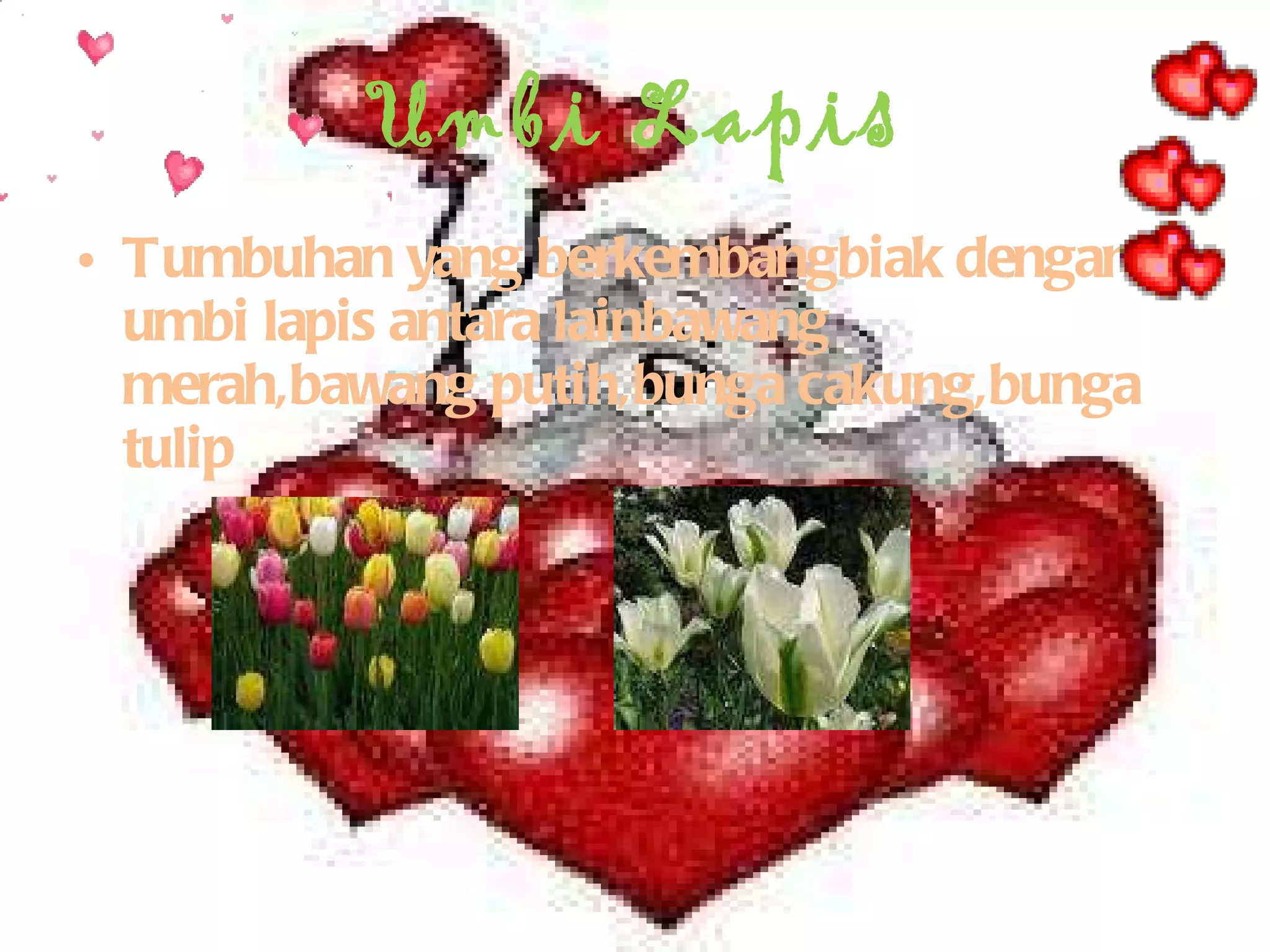 Umbi Lapis Tumbuhan yang berkembangbiak dengan umbi lapis antara lainbawang merah,bawang putih,bunga cakung,bunga tulip 