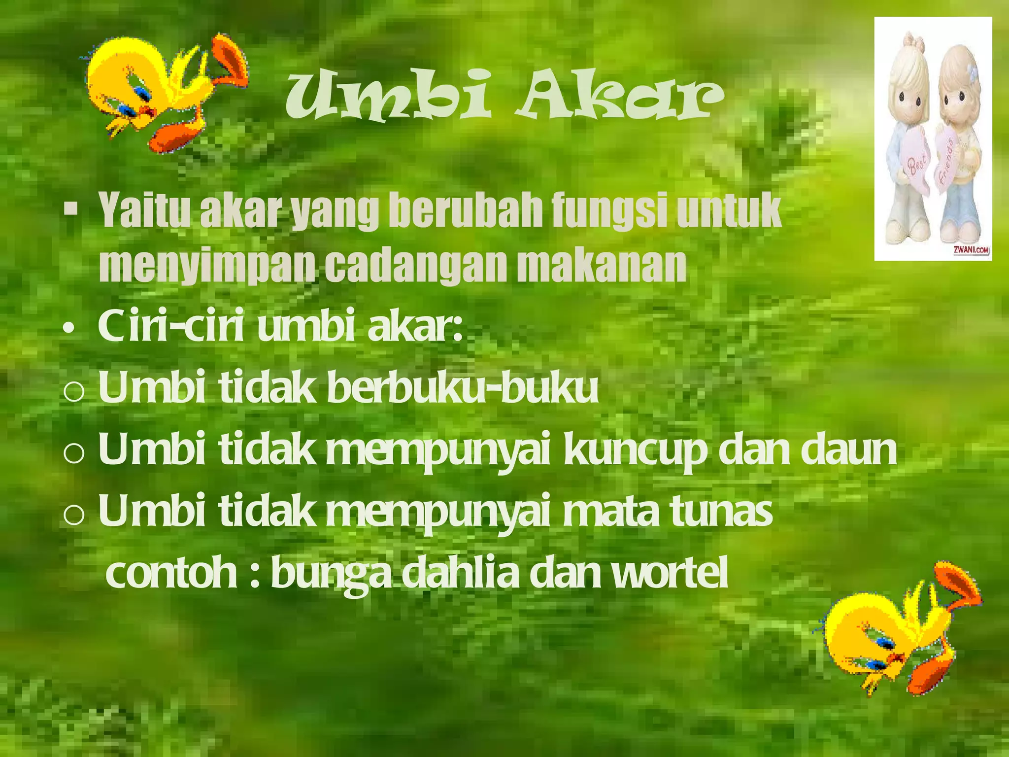 Umbi Akar Yaitu akar yang berubah fungsi untuk menyimpan cadangan makanan  Ciri-ciri umbi akar: Umbi tidak berbuku-buku Umbi tidak mempunyai kuncup dan daun  Umbi tidak mempunyai mata tunas contoh : bunga dahlia dan wortel 