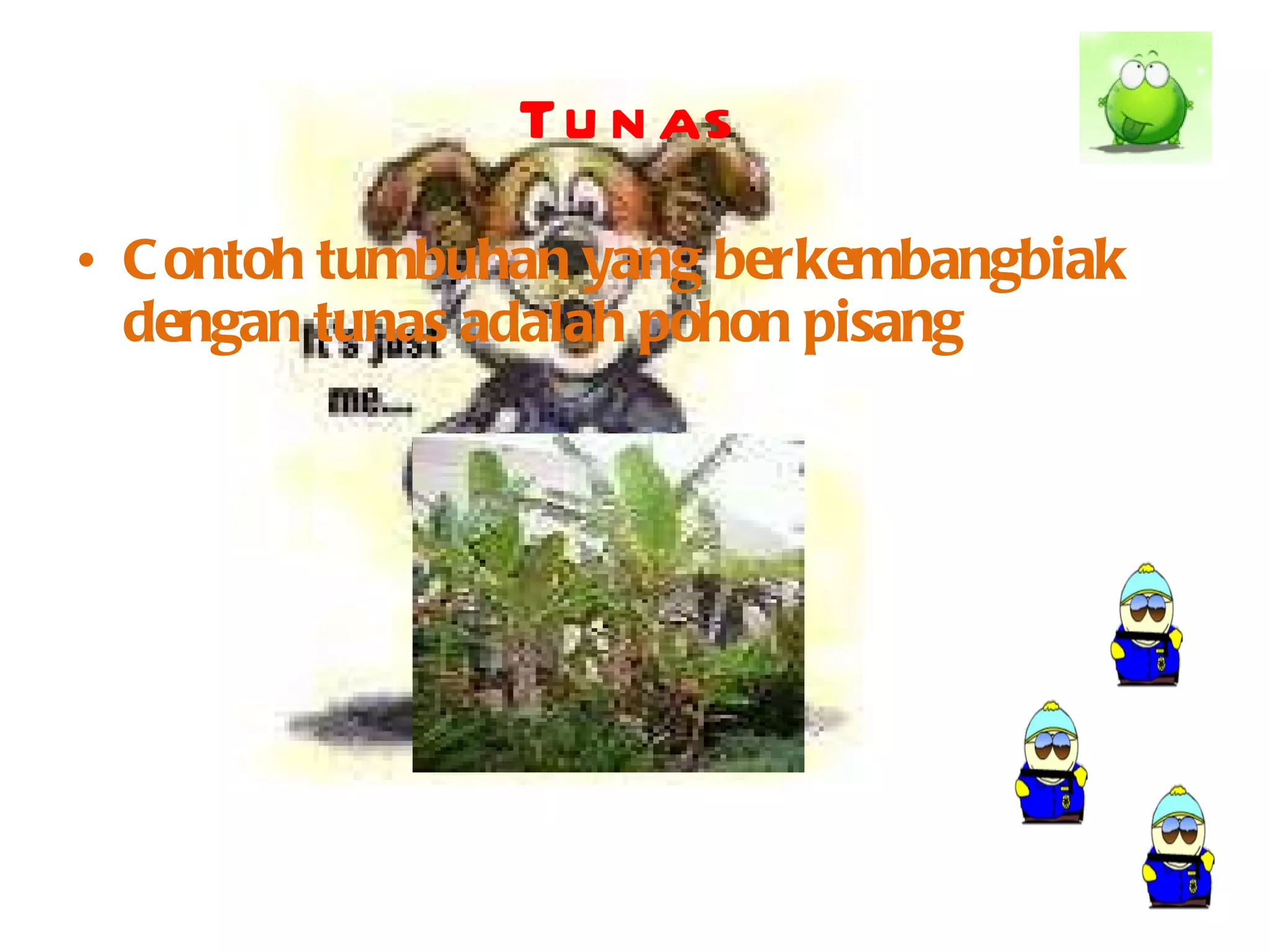 Tunas Contoh tumbuhan yang berkembangbiak dengan tunas adalah pohon pisang 