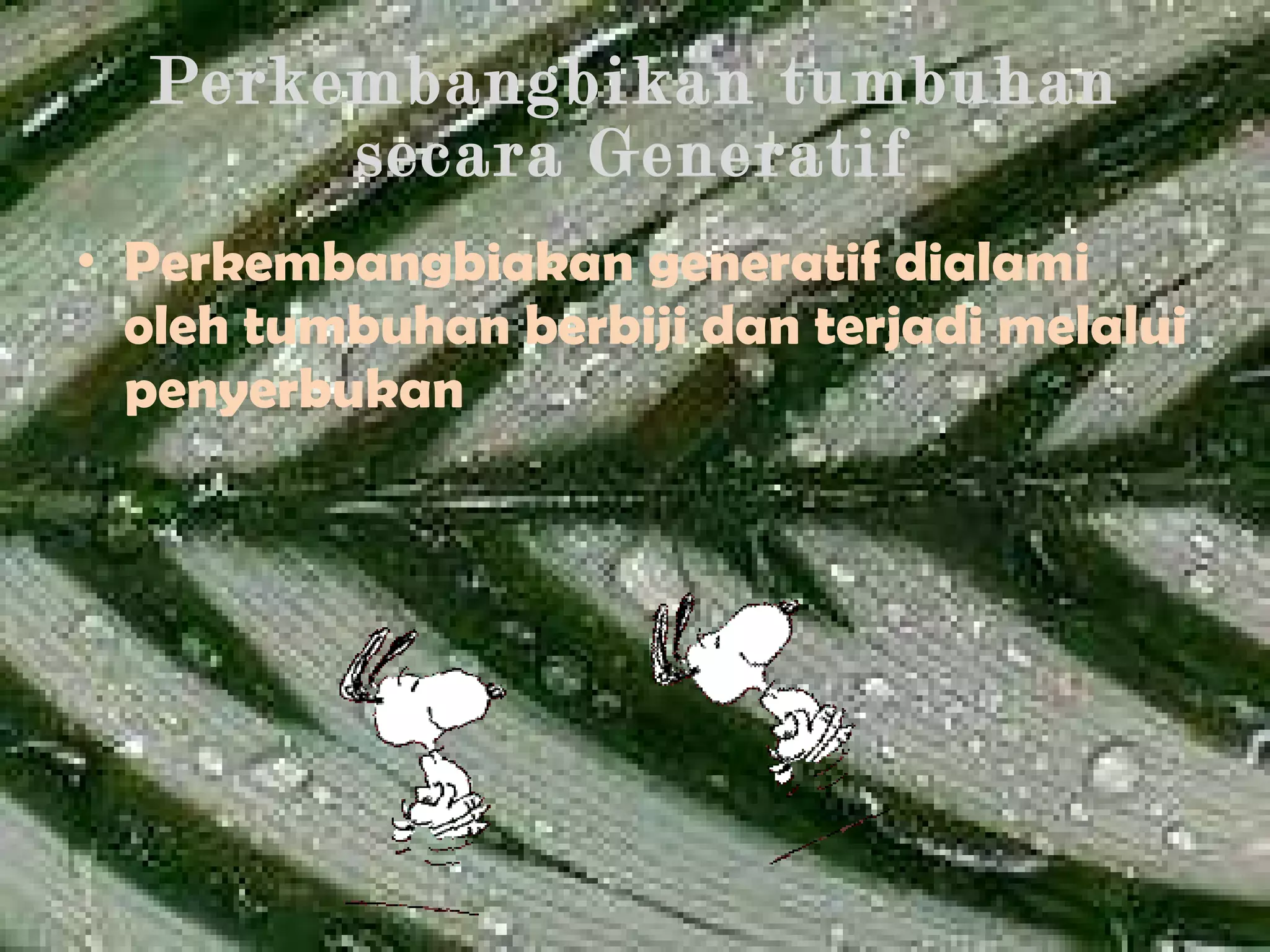 Perkembangbikan tumbuhan secara Generatif Perkembangbiakan generatif dialami oleh tumbuhan berbiji dan terjadi melalui penyerbukan 