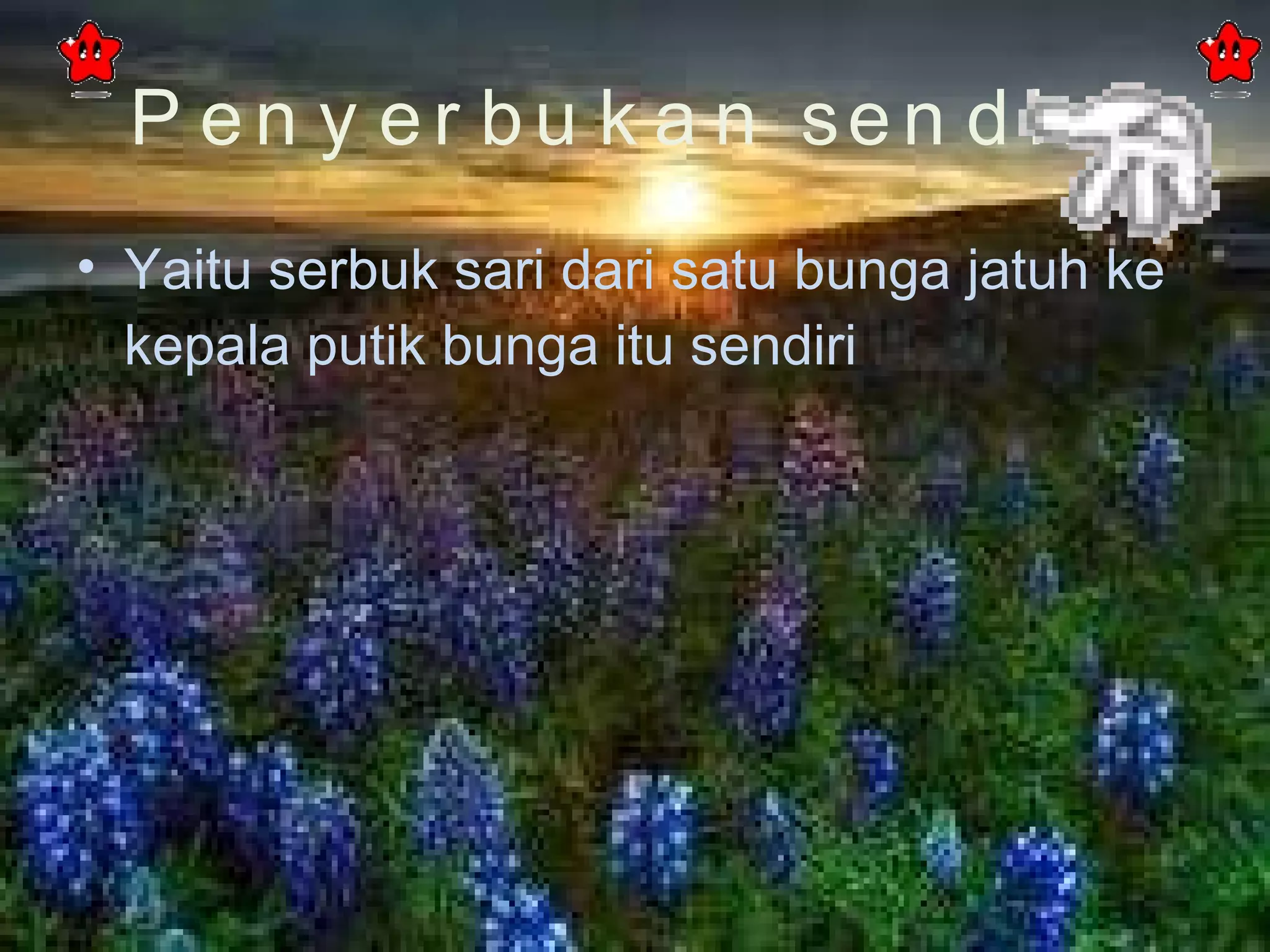 Penyerbukan sendiri Yaitu serbuk sari dari satu bunga jatuh ke kepala putik bunga itu sendiri 