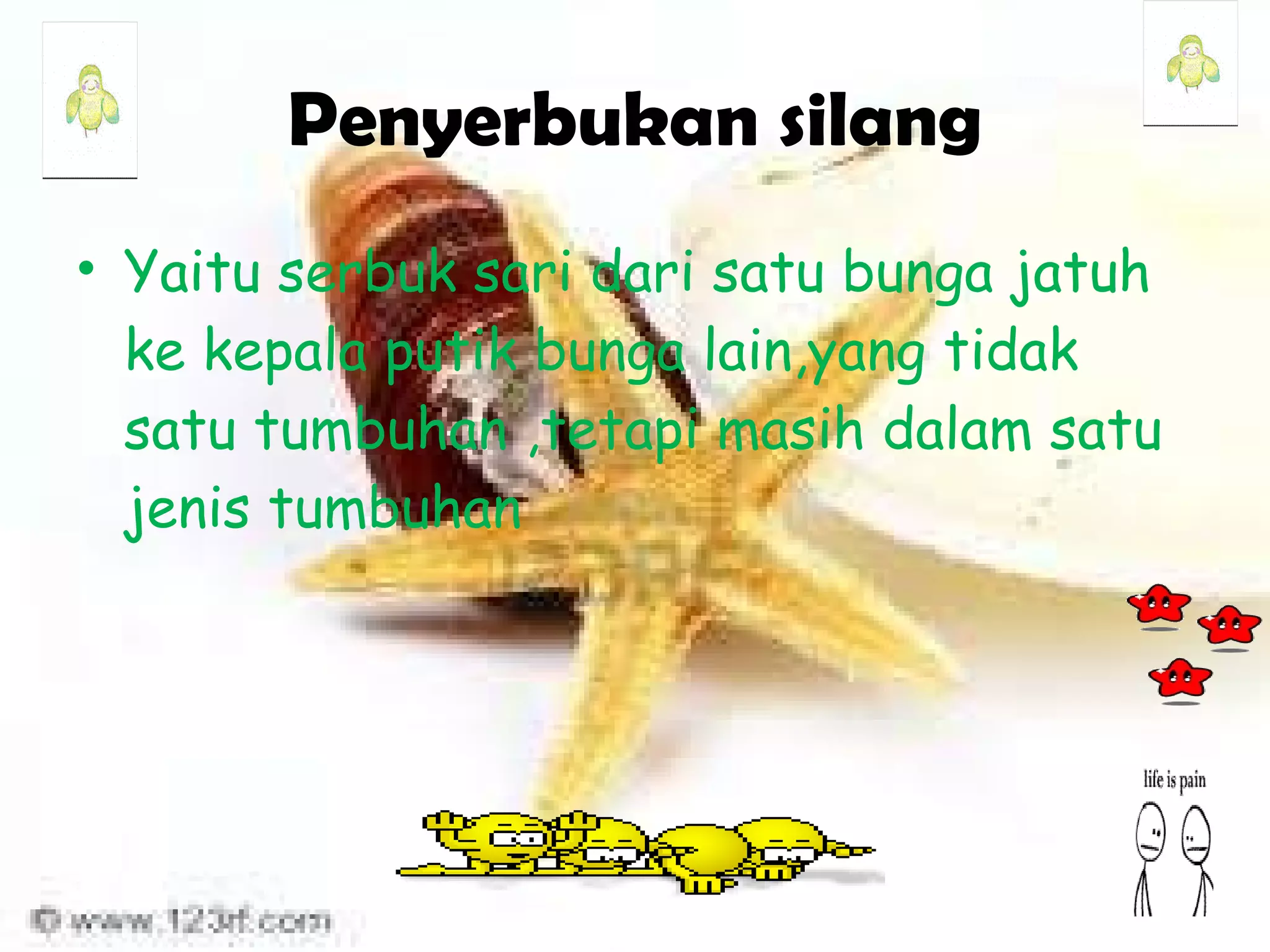 Penyerbukan silang Yaitu serbuk sari dari satu bunga jatuh ke kepala putik bunga lain,yang tidak satu tumbuhan ,tetapi masih dalam satu jenis tumbuhan 