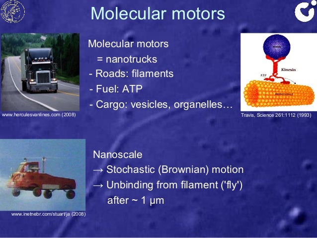 Molecular Motors Animation Impremedia Net