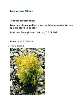 Tuia Yellow Ribbon



    Product Information

    Tuia de culoare galben - verde, ideala pentru terase
    sau plantare in solitar.

    Inaltime fara ghiveci: 40 cm, C 2,5 litri.



    Price: Pret:8.20Euro

   Tell a Friend
 