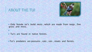 ABOUT THE TUI
 Only female tui’s build nests , which are made from twigs , fine
grass and moss.

 Tui’s are found in native forests.
Tui’s predators are possums , cats , rats , stoats and ferrets.
 