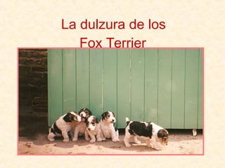 La dulzura de los Fox Terrier 