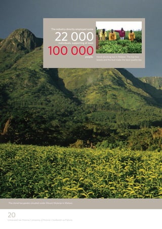 20
Universiteit van Pretoria • University of Pretoria • Yunibesithi ya Pretoria
The industry directly employed some
individuals, supporting at least
people.
22 000
100 000 Hand-plucking tea in Malawi. The top two
leaves and the bud make the best quality tea.
The clonal tea garden situated under Mount Mulanje in Malawi.
 