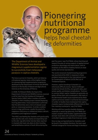 24
Universiteit van Pretoria • University of Pretoria • Yunibesithi ya Pretoria
Pioneering
nutritional
programme
helps heal cheetah
leg deformities
The Department of Animal and
Wildlife Sciences have developed a
magnesium supplementation regime
to successfully treat metacarpal
paralysis in captive cheetahs.
The future survival of cheetahs, which are listed as
a threatened species, looks a little brighter thanks
to a pioneering feed supplementation programme
developed by the Department of Animal and Wildlife
Sciences in the Faculty of Natural and Agricultural
Sciences at the University of Pretoria.
In 2008, Prof Edward Webb, the Head of the
Department of Animal and Wildlife Sciences, received
a call for help from the Hoedspruit Endangered
Species Centre (HESC) after a number of juvenile
cheetahs in their breeding project started displaying
front leg deformities. Closer examination confirmed
that the deformities were a form of relaxed carpal
joints or metacarpal paralysis. A similar condition
occurs in dogs and horses, usually the result of a
magnesium deficiency or unbalanced dietary calcium,
phosphorus and magnesium content.
‘The HESC was feeding the cheetahs with good quality
meat, but the cubs were clearly not responding well
to this diet. Leg deformities had also been reported
in cheetahs fed meat-only diets at other breeding
and rehabilitation centres in South Africa during the
past five years,’ says Prof Webb, whose teaching and
research focuses on various aspects of applied animal
production physiology and meat science, with an
emphasis on the effects of dietary factors on meat
quality and animal reproduction.
The world-renowned cheetah breeding programme
was launched at the HESC in response to these
predators being placed on the International Union
for Conservation of Nature (IUCN) Red List of
Threatened Species.
However, captive breeding of cheetahs is a
notoriously difficult process. Typical challenges
include low female fertility, slow growth rates, poor
semen quality, and dietary complications. ‘Contrary
to common belief, captive cheetahs are generally not
better off than their wild counterparts, with many of
the detrimental health issues experienced by these
captive carnivores rooted in nutritional shortcomings.
A number of studies have emphasised that captive
cheetahs require fundamentally different diets to their
free-roaming counterparts,’ says Prof Webb.
Working with four juvenile cheetahs displaying
moderate to severe leg deformity, Prof Webb and
master’s student Johan Grobler supplemented the
animals’ meat diets with carefully formulated and
controlled magnesium intake three times per week.
Since no leg-scoring methods for cheetahs could
be found in the available literature, the team used
methods designed for horses and dogs to develop a
Prof Edward Webb with a cheetah cub
 