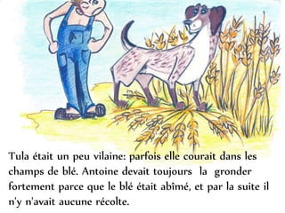 Tula était un peu vilaine: parfois elle courait dans les
champs de blé. Antoine devait toujours la gronder
fortement parce que le blé était abîmé, et par la suite il
n'y n'avait aucune récolte.
 