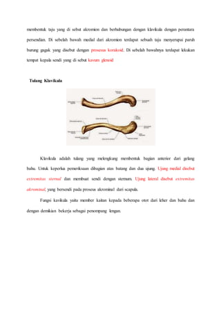 membentuk taju yang di sebut akromion dan berhubungan dengan klavikula dengan perantara
persendian. Di sebelah bawah medial dari akromion terdapat sebuah taju menyerupai paruh
burung gagak yang disebut dengan prosesus korakoid. Di sebelah bawahnya terdapat lekukan
tempat kepala sendi yang di sebut kavum glenoid
Tulang Klavikula
Klavikula adalah tulang yang melengkung membentuk bagian anterior dari gelang
bahu. Untuk keperlua pemeriksaan dibagian atas batang dan dua ujung. Ujung medial disebut
extremitas sternal dan membuat sendi dengan sternum. Ujung lateral disebut extremitas
akrominal, yang bersendi pada proseus akrominal dari scapula.
Fungsi kavikula yaitu member kaitan kepada beberapa otot dari leher dan bahu dan
dengan demikian bekerja sebagai penompang lengan.
 