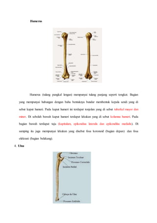 Humerus
Humerus (tulang pangkal lengan) mempunyai tulang panjang seperti tongkat. Bagian
yang mempunyai hubungan dengan bahu bentuknya bundar membentuk kepala sendi yang di
sebut kaput humeri. Pada kaput humeri ini terdapat tonjolan yang di sebut tuberkel mayor dan
minor. Di sebelah bawah kaput humeri terdapat lekukan yang di sebut kolumna humeri. Pada
bagian bawah terdapat taju (kapitulum, epikondius lateralis dan epikondilus medialis). Di
samping itu juga mempunyai lekukan yang disebut fosa koronoid (bagian depan) dan fosa
olekrani (bagian belakang).
4. Ulna
 