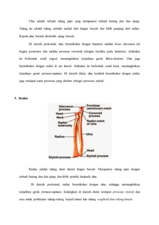 Ulna adalah sebuah tulang pipa yang mempunyai sebuah batang dan dua ujung.
Tulang itu adalah tulang sebelah medial dari lengan bawah dan lebih panjang dari radius.
Kepala ulna berada disebelah ujung bawah.
Di daerah proksimal, ulna berartikulasi dengan humerus melalui fossa olecranon (di
bagian posterior) dan melalui prosesus coronoid (dengan trochlea pada humerus). Artikulasi
ini berbentuk sendi engsel, memungkinkan terjadinya gerak fleksi-ekstensi. Ulna juga
berartikulasi dengan radial di sisi lateral. Artikulasi ini berbentuk sendi kisar, memungkinkan
terjadinya gerak pronasi-supinasi. Di daerah distal, ulna kembali berartikulasi dengan radial,
juga terdapat suatu prosesus yang disebut sebagai prosesus styloid.
5. Radius
Radius adalah tulang disisi lateral lengan bawah. Merupakan tulang pipa dengan
sebuah batang dan dua ujung dan lebih pendek daripada ulna.
Di daerah proksimal, radius berartikulasi dengan ulna, sehingga memungkinkan
terjadinya gerak pronasi-supinasi. Sedangkan di daerah distal, terdapat prosesus styloid dan
area untuk perlekatan tulang-tulang karpal antara lain tulang scaphoid dan tulang lunate
 
