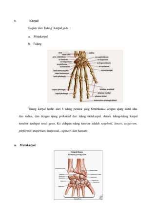 6. Karpal
Bagian dari Tulang Karpal yaitu :
a. Metakarpal
b. Falang
Tulang karpal terdiri dari 8 tulang pendek yang berartikulasi dengan ujung distal ulna
dan radius, dan dengan ujung proksimal dari tulang metakarpal. Antara tulang-tulang karpal
tersebut terdapat sendi geser. Ke delapan tulang tersebut adalah scaphoid, lunate, triqutrum,
piriformis, trapezium, trapezoid, capitate, dan hamate.
a. Metakarpal
 
