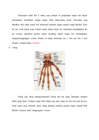 Metakarpal terdiri dari 5 tulang yang terdapat di pergelangan tangan dan bagian
proksimalnya berartikulasi dengan bagian distal tulang-tulang karpal. Persendian yang
dihasilkan oleh tulang karpal dan metakarpal membuat tangan menjadi sangat fleksibel. Pada
ibu jari, sendi pelana yang terdapat antara tulang karpal dan metakarpal memungkinkan ibu
jari tersebut melakukan gerakan seperti menyilang telapak tangan dan memungkinkan
menjepit/menggenggam sesuatu. Khusus di tulang metakarpal jari 1 (ibu jari) dan 2 (jari
telunjuk) terdapat tulang sesamoid.
b. Falang
Falang juga tulang panjang,mempunyai batang dan dua ujung. Batangnya mengecil
diarah ujung distal. Terdapat empat belas falang, tiga pada setiap jari dan dua pada ibu jari.
Sendi engsel yang terbentuk antara tulang phalangs membuat gerakan tangan menjadi lebih
fleksibel terutama untuk menggenggam sesuatu.
 