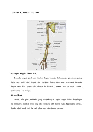 TULANG EKSTREMITAS ATAS
Kerangka Anggota Gerak Atas
Kerangka anggota gerak atas dikaitkan dengan kerangka badan dengan perantaraan gelang
bahu yang terdiri dari skapula dan klavikula. Tulang-tulang yang membentuk kerangka
lengan antara lain : gelang bahu (skapula dan klavikula), humerus, ulna dan radius, karpalia,
metakarpalia dan falangus
Gelang Bahu
Gelang bahu yaitu persendian yang menghubungkan lengan dengan badan. Pergelangan
ini mempunyai mangkok sendi yang tidak sempurna oleh karena bagian belakangnya terbuka.
Bagian ini di bentuk oleh dua buah tulang yaitu skapula dan klavikula
 