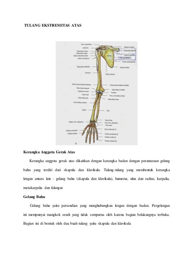 TULANG EKSTREMITAS ATAS
Kerangka Anggota Gerak Atas
Kerangka anggota gerak atas dikaitkan dengan kerangka badan dengan per...