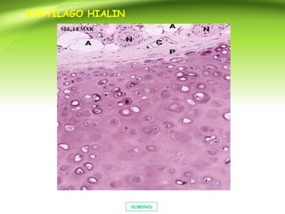 SUBOWOSUBOWO
KARTILAGO HIALIN
SEL LEMAK
 