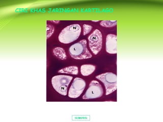SUBOWOSUBOWO
CIRI KHAS JARINGAN KARTILAGO
 