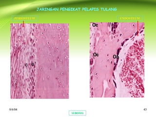 8/6/048/6/04 4343
SUBOWOSUBOWO
JARINGAN PENGIKAT PELAPIS TULANG
PERIOSTEUMPERIOSTEUM ENDOSTEUMENDOSTEUM
 