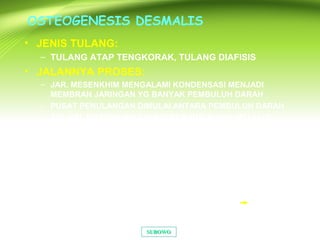 OSTEOGENESIS DESMALIS
• JENIS TULANG:
– TULANG ATAP TENGKORAK, TULANG DIAFISIS
• JALANNYA PROSES:
– JAR. MESENKHIM MENGALAMI KONDENSASI MENJADI
MEMBRAN JARINGAN YG BANYAK PEMBULUH DARAH
– PUSAT PENULANGAN DIMULAI ANTARA PEMBULUH DARAH
– SEL-SEL MESENKHIM SALING BERHUBUNGAN MELALUI
TONJOLANNYA
– TERBENTUK SERABUT KOLAGEN PADA MATRIKS
– SEL MESENKHIM MEMBESAR, TERLETAK BERDERET PADA
PERMUKAAN MATRIKS BERBENTUK KUBOID: OSTEOBLAS
– MATRIKS OSTEOID YANG DIHASILKAN OSTEOBLAS MAKIN
TEBAL MEMBENTUK TRABEKULA
– SINTESIS FIBRIL KOLAGEN DAN GLIKOPROTEIN
– KALSIFIKASI MATRIKS OSTEOID : OSTEOBLAS OSTEOSIT
SUBOWOSUBOWO
 