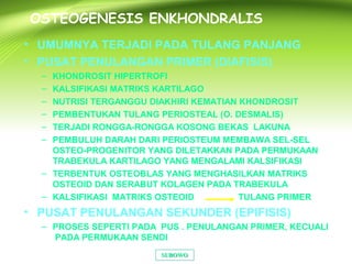 OSTEOGENESIS ENKHONDRALIS
• UMUMNYA TERJADI PADA TULANG PANJANG
• PUSAT PENULANGAN PRIMER (DIAFISIS)
– KHONDROSIT HIPERTROFI
– KALSIFIKASI MATRIKS KARTILAGO
– NUTRISI TERGANGGU DIAKHIRI KEMATIAN KHONDROSIT
– PEMBENTUKAN TULANG PERIOSTEAL (O. DESMALIS)
– TERJADI RONGGA-RONGGA KOSONG BEKAS LAKUNA
– PEMBULUH DARAH DARI PERIOSTEUM MEMBAWA SEL-SEL
OSTEO-PROGENITOR YANG DILETAKKAN PADA PERMUKAAN
TRABEKULA KARTILAGO YANG MENGALAMI KALSIFIKASI
– TERBENTUK OSTEOBLAS YANG MENGHASILKAN MATRIKS
OSTEOID DAN SERABUT KOLAGEN PADA TRABEKULA
– KALSIFIKASI MATRIKS OSTEOID TULANG PRIMER
• PUSAT PENULANGAN SEKUNDER (EPIFISIS)
– PROSES SEPERTI PADA PUS . PENULANGAN PRIMER, KECUALI
PADA PERMUKAAN SENDI
SUBOWOSUBOWO
 