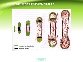 SUBOWOSUBOWO
OSTEOGENESIS ENKHONDRALIS
Jaringan kartilago hialin
Jaringan tulang
 