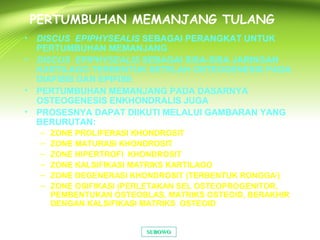 PERTUMBUHAN MEMANJANG TULANG
• DISCUS EPIPHYSEALIS SEBAGAI PERANGKAT UNTUK
PERTUMBUHAN MEMANJANG
• DISCUS EPIPHYSEALIS SEBAGAI SISA-SISA JARINGAN
KARTILAGO TERBENTUK SETELAH OSTEOGENESIS PADA
DIAFISIS DAN EPIFISE
• PERTUMBUHAN MEMANJANG PADA DASARNYA
OSTEOGENESIS ENKHONDRALIS JUGA
• PROSESNYA DAPAT DIIKUTI MELALUI GAMBARAN YANG
BERURUTAN:
– ZONE PROLIFERASI KHONDROSIT
– ZONE MATURASI KHONDROSIT
– ZONE HIPERTROFI KHONDROSIT
– ZONE KALSIFIKASI MATRIKS KARTILAGO
– ZONE DEGENERASI KHONDROSIT (TERBENTUK RONGGA2
)
– ZONE OSIFIKASI (PERLETAKAN SEL OSTEOPROGENITOR,
PEMBENTUKAN OSTEOBLAS, MATRIKS OSTEOID, BERAKHIR
DENGAN KALSIFIKASI MATRIKS OSTEOID
SUBOWOSUBOWO
 