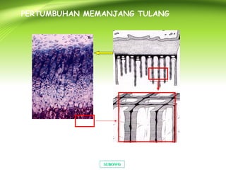 SUBOWOSUBOWO
PERTUMBUHAN MEMANJANG TULANG
 
