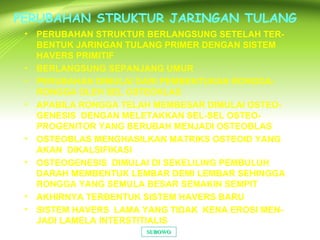 PERUBAHAN STRUKTUR JARINGAN TULANG
• PERUBAHAN STRUKTUR BERLANGSUNG SETELAH TER-
BENTUK JARINGAN TULANG PRIMER DENGAN SISTEM
HAVERS PRIMITIF
• BERLANGSUNG SEPANJANG UMUR
• PERUBAHAN DIMULAI DARI PEMBENTUKAN RONGGA-
RONGGA OLEH SEL OSTEOKLAS
• APABILA RONGGA TELAH MEMBESAR DIMULAI OSTEO-
GENESIS DENGAN MELETAKKAN SEL-SEL OSTEO-
PROGENITOR YANG BERUBAH MENJADI OSTEOBLAS
• OSTEOBLAS MENGHASILKAN MATRIKS OSTEOID YANG
AKAN DIKALSIFIKASI
• OSTEOGENESIS DIMULAI DI SEKELILING PEMBULUH
DARAH MEMBENTUK LEMBAR DEMI LEMBAR SEHINGGA
RONGGA YANG SEMULA BESAR SEMAKIN SEMPIT
• AKHIRNYA TERBENTUK SISTEM HAVERS BARU
• SISTEM HAVERS LAMA YANG TIDAK KENA EROSI MEN-
JADI LAMELA INTERSTITIALIS
SUBOWOSUBOWO
 