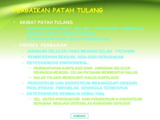 PERBAIKAN PATAH TULANG
• AKIBAT PATAH TULANG
– KERUSAKAN MATRIKS , SEL-SEL TULANG DAN PEMBULUH
DARAH DI DEKAT GARIS PATAHAN
– PERDARAHAN YANG DIIKUTI PEMBEKUAN
• PROSES PERBAIKAN
– JARINGAN SELULER YANG MENGISI CELAH PATAHAN
– PEMBERSIHAN BEKUAN, SISA-SISA KERUSAKAN
– OSTEOGENESIS ENKHONDRAL:
• PEMBENTUKAN KARTILAGO DARI JARINGAN SELULER
SEHINGGA MENGISI CELAH PATAHAN MEMBENTUK KALUS
• KALUS TULANG MENGGANTI KALUS KARTILAGO
– PERIOSTEUM DAN ENDOSTEUM MENANGGAPI DENGAN
PROLIFERASI FIBROBLAS SEHINGGA TERBENTUK
– OSTEOGENESIS DESMALIS (SIMULTAN)
• SEL OSTEO-PROGENITOR DARI PERIOSTEUM & ENDOSTEUM
BERUBAH MENJADI OSTEOBLAS KEMUDIAN OSTEOSIT
• RESORBSI JARINGAN TULANG UNTUK BENTUK
SUBOWOSUBOWO
 